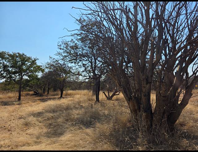 43HA FARM FOR SALE IN MOPANE